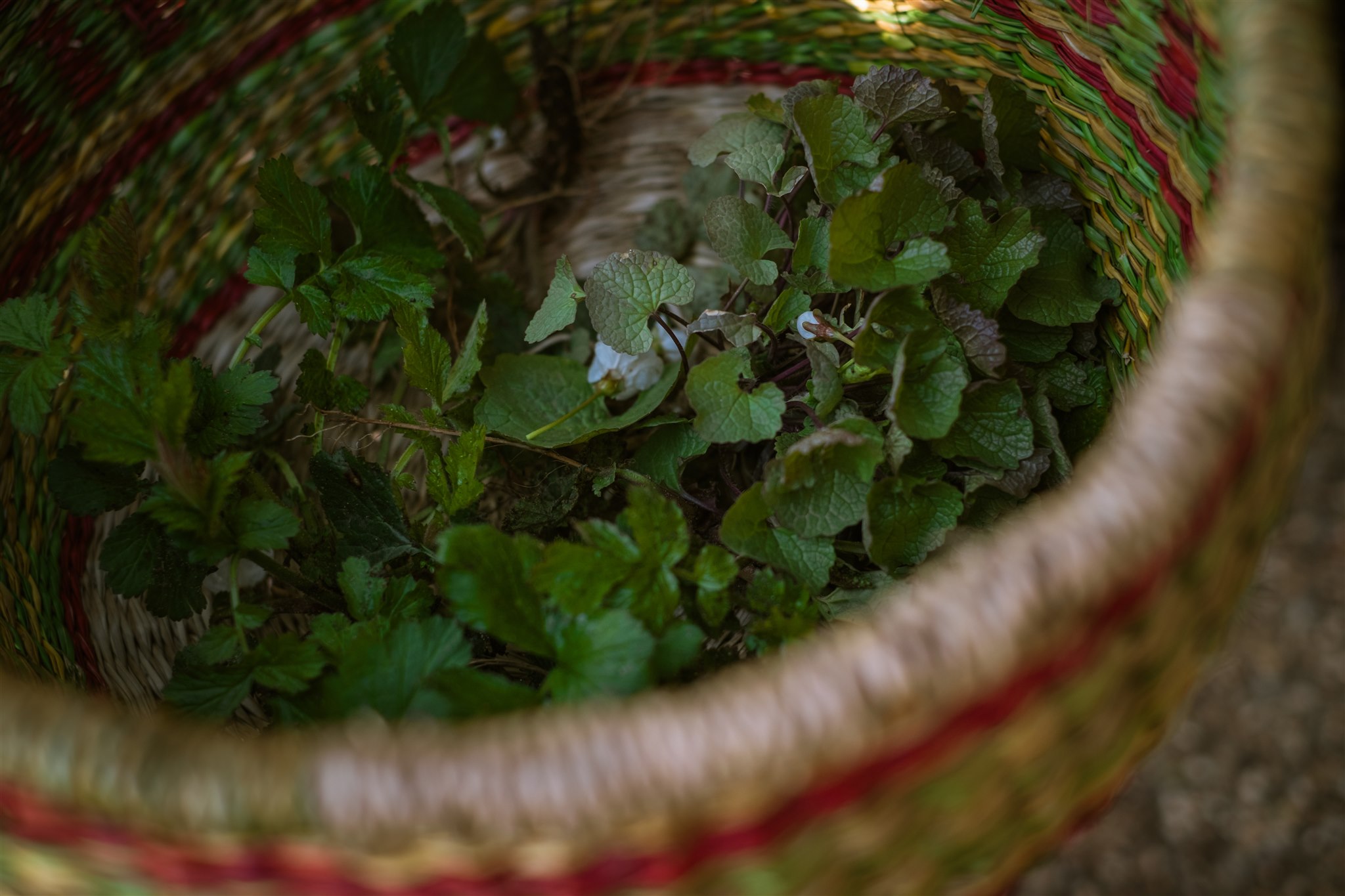 Nagelkruid en look-zonder-look tijdens de winter-wildpluk | foto door Anne Kaere